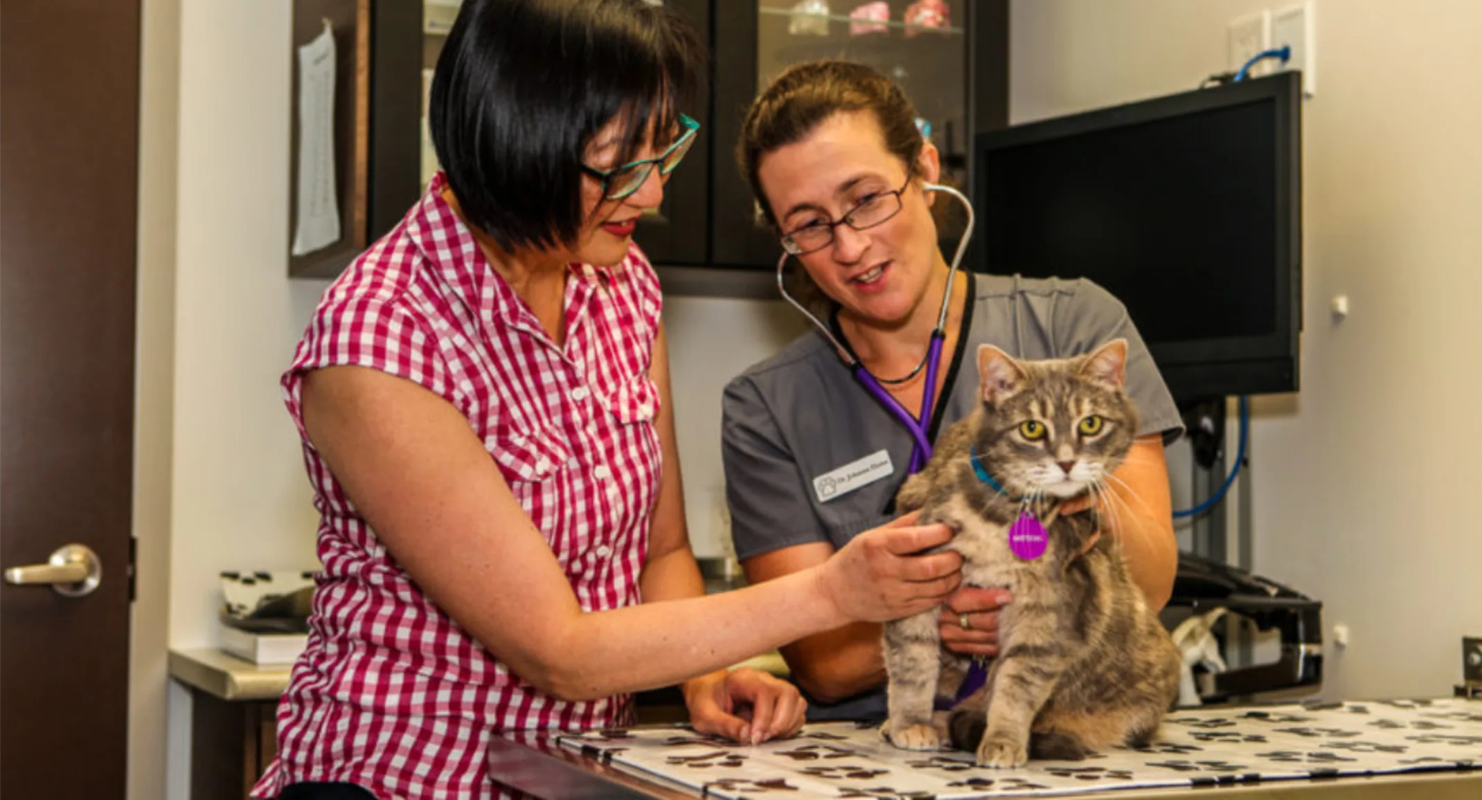 Two Veterinarians Diagnosing a Cat at Islington Village Animal Hospital